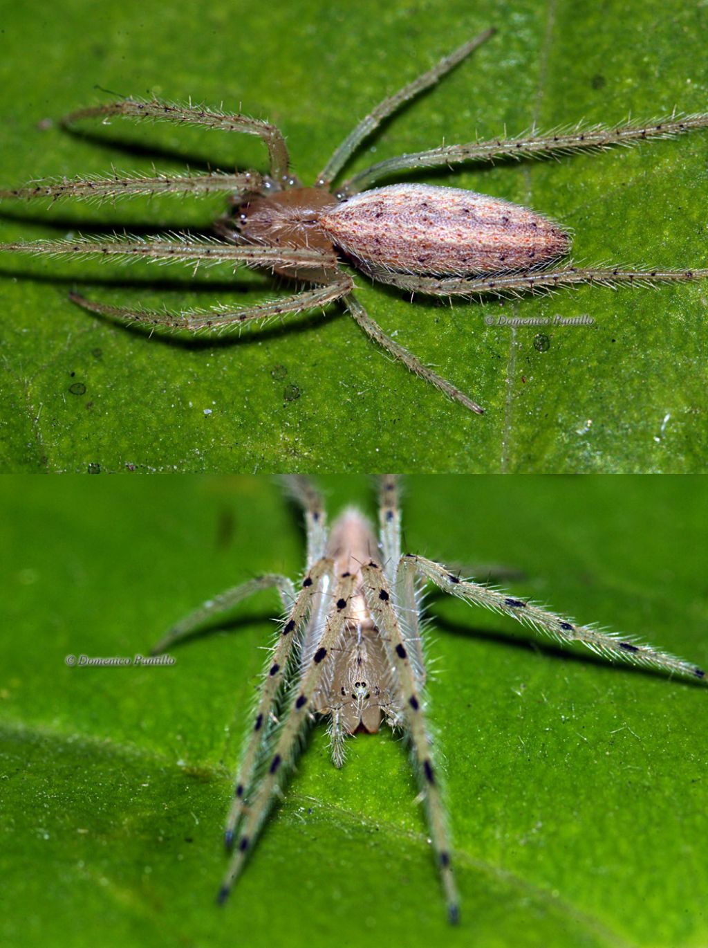 Larinia sp. - Vibo Valentia (VV)